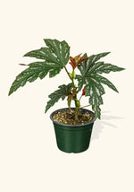 Angel Wing Begonia Sophia live Begonia from Divine Roots