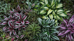 Tradescantia Combo Rhapsody