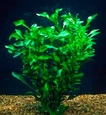 Florida Ruffle “Green Hedge” (Alternanthera sp.) live houseplant from Divine Roots