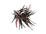 Dragon’s Tongue Flame Hemigraphis Repanda