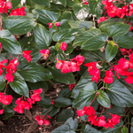 Angel Wing Begonia Sunbrite Red live Begonia from Divine Roots