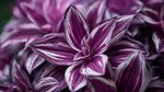 Tradescantia Purple
