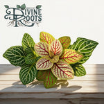 Fittonia Terrarium Builder Bundle - 4 Assorted Rooted Plants live plant bundle from Divine Roots