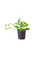 Pothos Baltic Blue