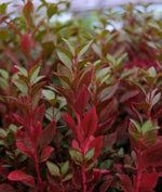 Joseph’s Coat “Multi-Color Hedge” (Alternathera sp.) live houseplant from Divine Roots