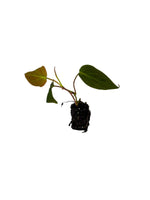 Philodendron Micans (Rooted Starter Plant)