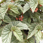 Angel Wing Begonia Snow Capped Rooted House Plants live Begonia from Divine Roots