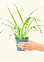 Chlorophytum Spider Variegated, potted plant.