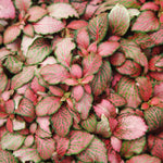 Fittonia Forest Rooted Starter Plant live houseplant from Divine Roots