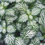 Fittonia White Tiger Rooted Starter Plant live houseplant from Divine Roots