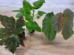 Angel Wing Begonia Assorted Starter Plant Bundle live Begonia from Divine Roots