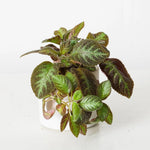 Episcia Pink Panther Succulent live succulent from Divine Roots