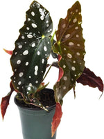 Begonia Angel Wing - 4'' Pot DIVINE ROOTS