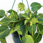 3X Philodendron Brasil Rooted Plants