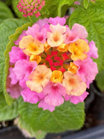 Lantana 'Blush Pink' (Rooted Starter Plant)