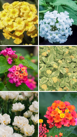 Lantana Assorted Rooted Starter Plant Bundle