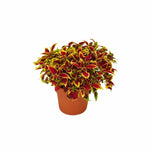 Coleus Defiance