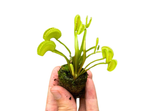 growth pattern of Venus Fly Trap w/Dome (Dionaea muscipula ‘Dente’) 3″ Pot decorative planter from Divine Roots