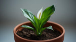 Peace Lily Spathiphyllum