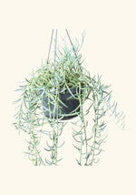 Senecio Radieans String Of Bananas