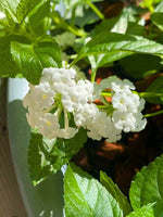 Lantana Upright White (Rooted Starter Plant)