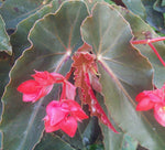 Angel Wing Begonia Torch Red Tropical Houseplant Live Plant in 4" Pot