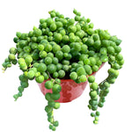 4" String of Pearls, Live Trailing Succulent Fully Rooted in Pots with Soil Mix