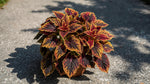 Coleus Smallwood Driveway Rooted Starter Plant live houseplant from Divine Roots