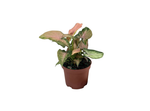 Arrowhead (Syngonium sp.)