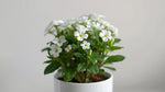 Lantana Upright White