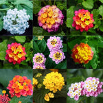 Lantana Assorted