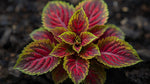 Coleus Meandering Linda Rooted Starter Plant