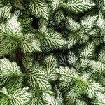 Fittonia Tiger Rooted Starter Plant live houseplant from Divine Roots