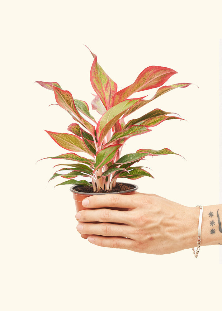 Aglaonema Red Vein, indoor pot plant held.