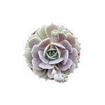 A healthy Echeveria Lola a Low-water indoor succulent appreciated for its soft colors in USA households.