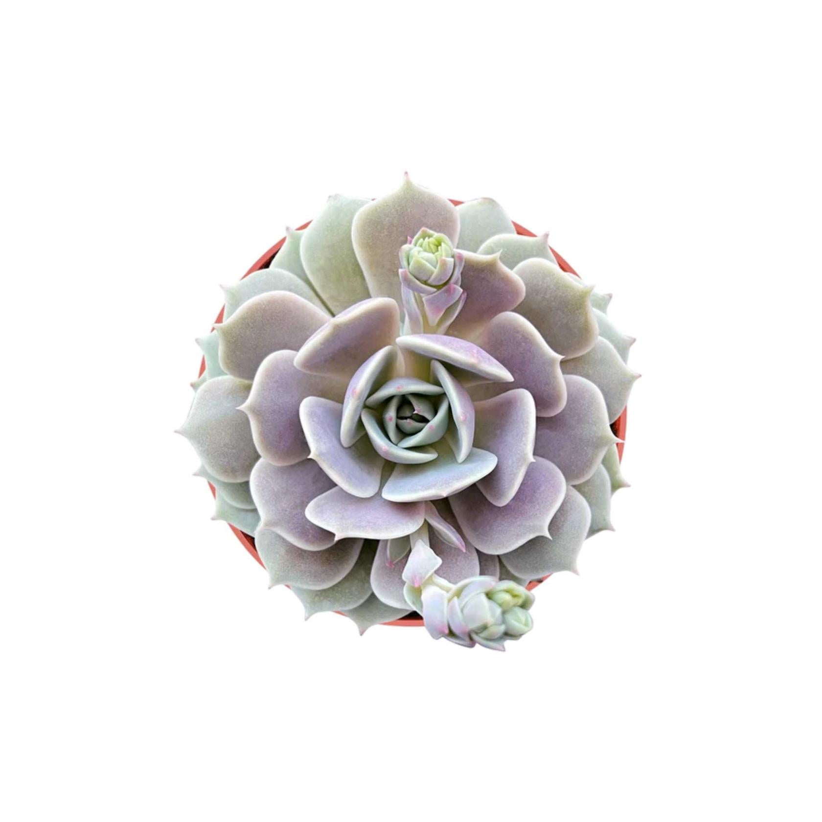 A healthy Echeveria Lola a Low-water indoor succulent appreciated for its soft colors in USA households.