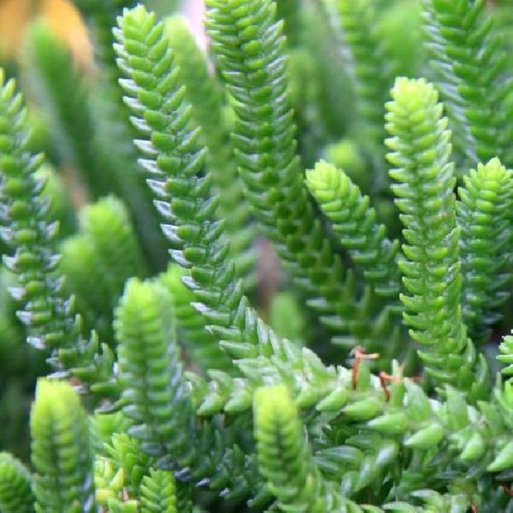 Sedum Acre Succulent Rooted Starter Plant, small green leaves.