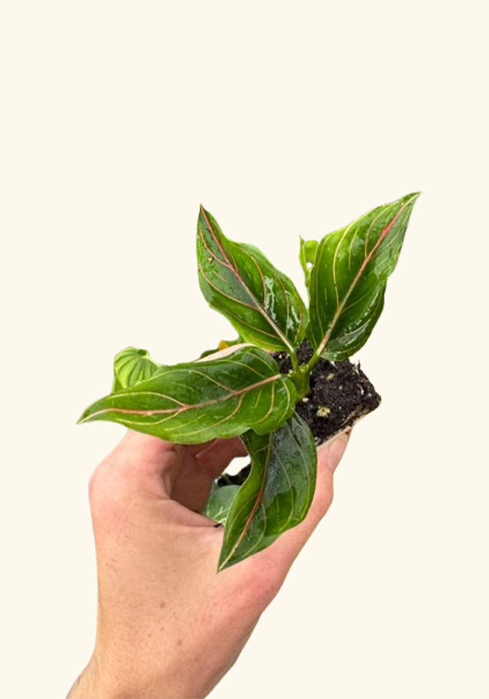 Rooted Aglaonema. Red veins on green leaves.
