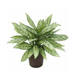 Aglaonema Queen "Chinese Evergreen"