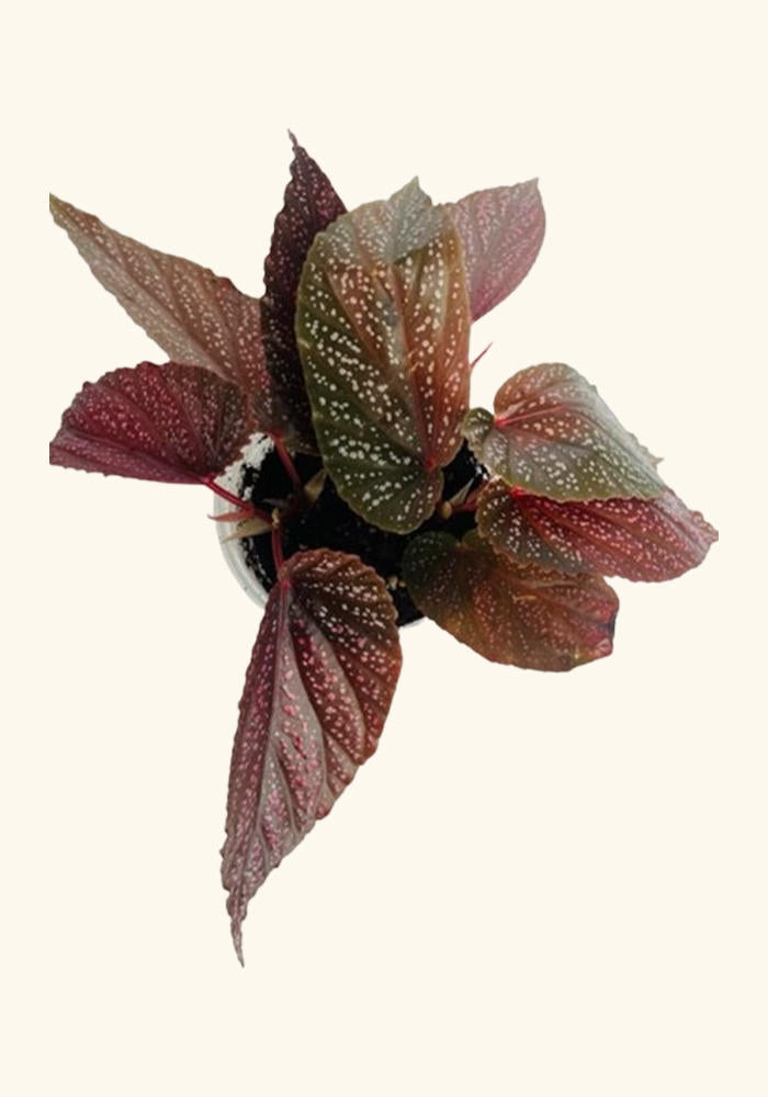Benigo Pink Begonia Starter, ready to plant, top-down leaves view.