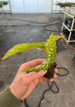 My Special Angel Begonia. Spotted leaves, soil plug.
