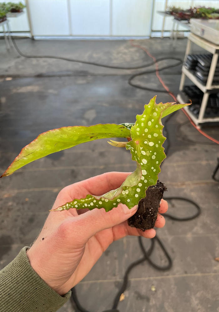 My Special Angel Begonia. Spotted leaves, soil plug.