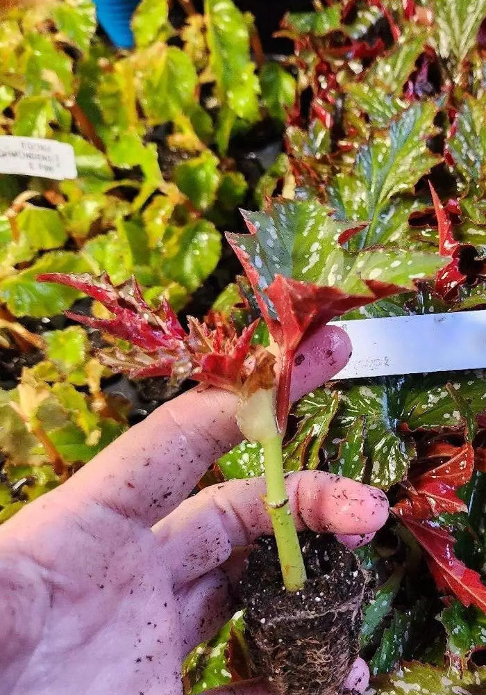 Begonia Sophia. Rooted, green and red leaves.