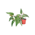 Angel Wing Begonia Medora with speckled leaves in a pot a popular houseplant across the USA.