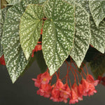 Begonia Double Lady Francis Pink, pink flowers on a plant.