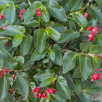 Angel Wing Begonia Sunbrite Red Rooted Starter Plant