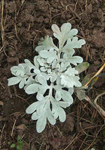 Silver Brocade Artemisia. Rooted plant, gray leaves.