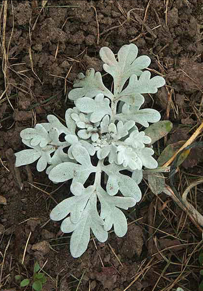 Silver Brocade Artemisia. Rooted plant, gray leaves.