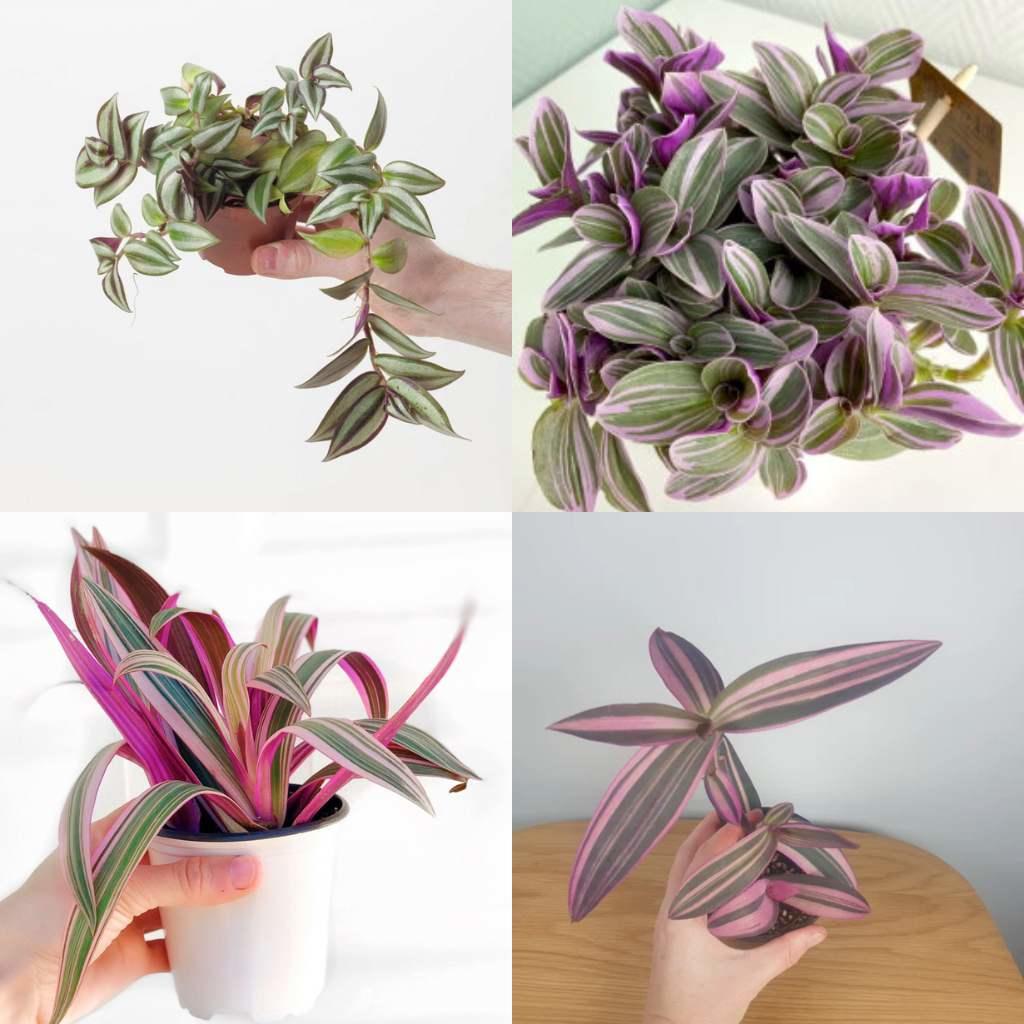 Tradescantia Assorted, colorful leaves. Pink, purple, and green plants.