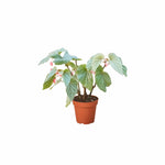 Beautiful Angel Wing Begonia Frosty with unique frosted foliage and charming pink blooms a favorite indoor plant in the USA